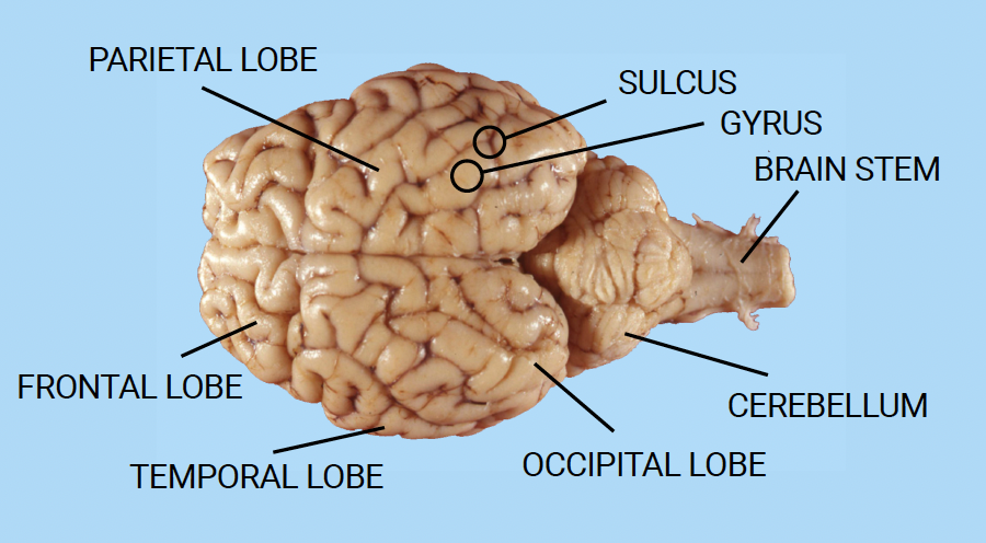 <p>the grooves - lines </p>