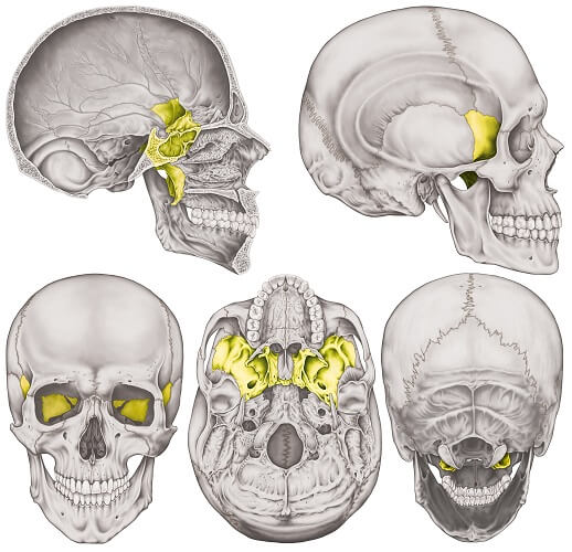 <p>Butterfly-shaped bone at the base of the skull, holds all other bones together</p>