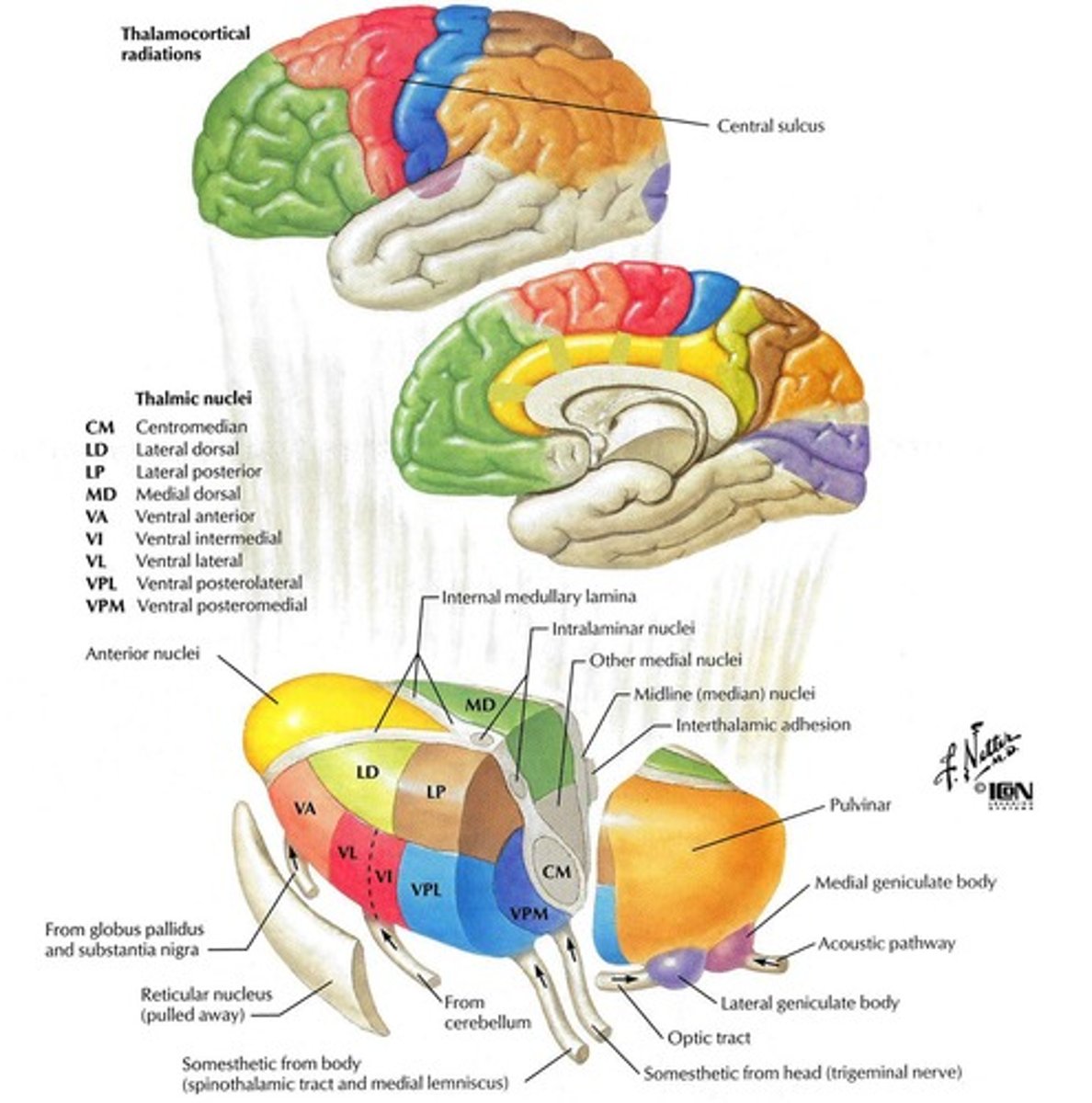 <p>Ventral Anterior (VA), Ventral Lateral (VL), Ventral Posterior Lateral (VPL), Ventral Posterior Medial (VPM), Medial Geniculate Nucleus (MGN), and Lateral Geniculate Nucleus (LGN).</p>