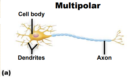 <p>Identify this neuron according to structure</p>