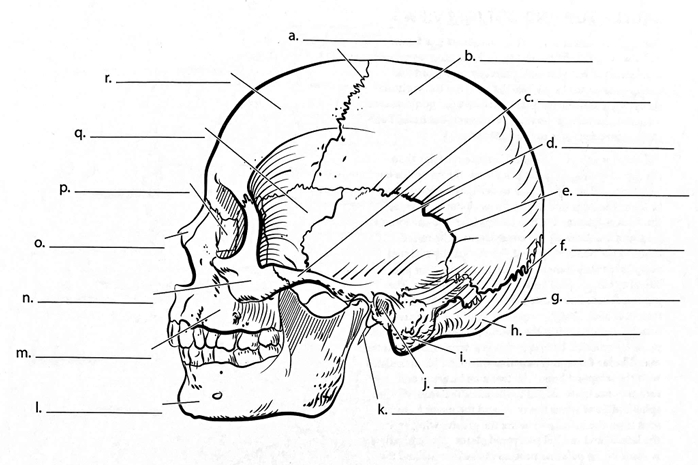 <p>ID → Squamous Suture</p>