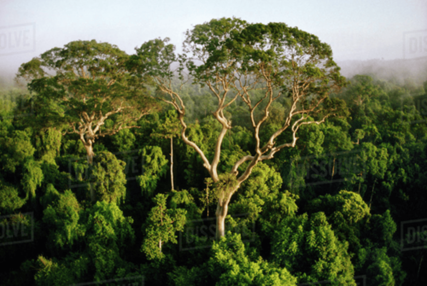 <p>Tallest trees that grow higher than the rainforest canopy</p>