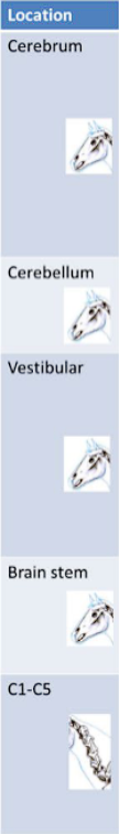 <p>Signs of lesions in the following</p>