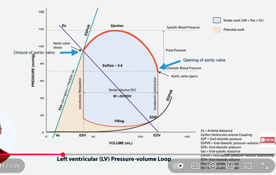 <p>this second phase of the pressure volume loop is the <strong>ejection phase</strong></p><p>in the ejection phase, there is the opening AND closing of the aortic valve.</p><p>the<strong> volume of the ventricle decreases</strong> (which is why the line moves to the left) as blood is ejected into the aorta, with the pressure initially rising to the peak BEFORE beginning to decrease.&nbsp;</p><p><u>key events of the ejection phase</u></p><p>opening of the aortic valve</p><p>ejection of blood from the ventricle</p><p>attainment of peak systolic pressure&nbsp;</p><p>closure of the aortic valve</p>