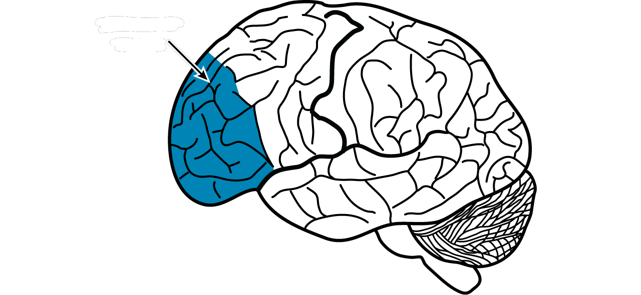 <p>associated with planning and <strong>complex cognitive behavior</strong>, personality expression, decision making, and moderating social behavior; functions that differentiate us from animals?</p>