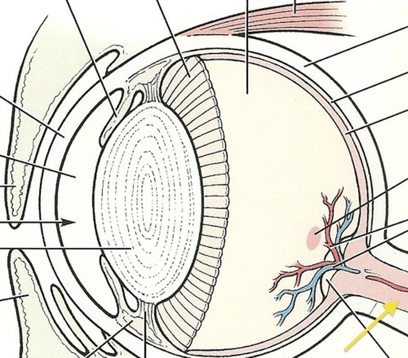 <p>the cranial nerve that serves the retina, appears as a white line or stem off center in the bacl of the eye.</p>