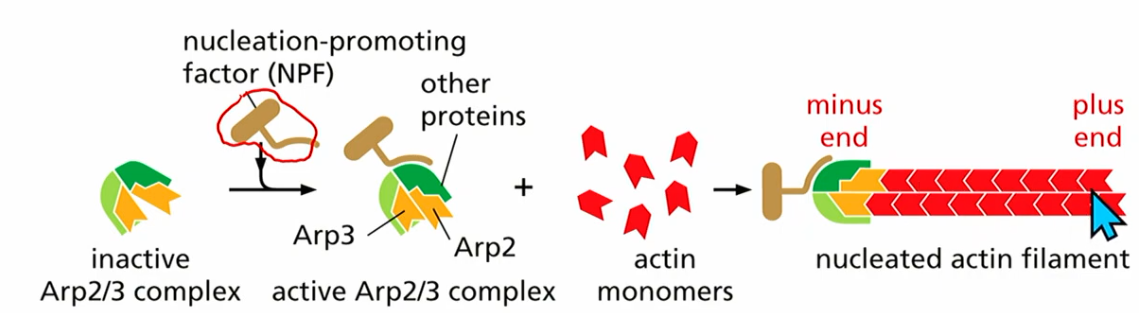 <p>nucleation promoting factor</p><ul><li><p>NPF binds to inactive Arp2/3 complex</p></li><li><p>t form actin assembles on other plus end</p></li></ul><p></p>