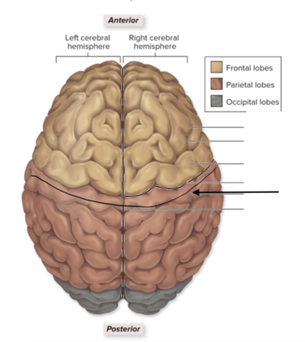 <p>is the area of the brain in the parietal lobe that processes sensory information like touch, pain, and temperature from the body.</p>