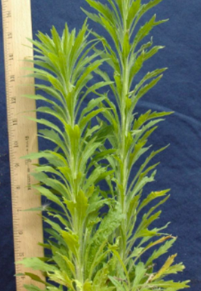 <p>horseweed&nbsp;(Asteraceae)</p>