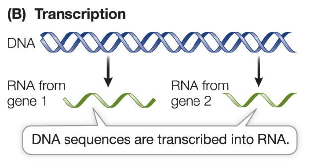 <p>information encoded in DNA base sequences is used to synthesize RNA</p>