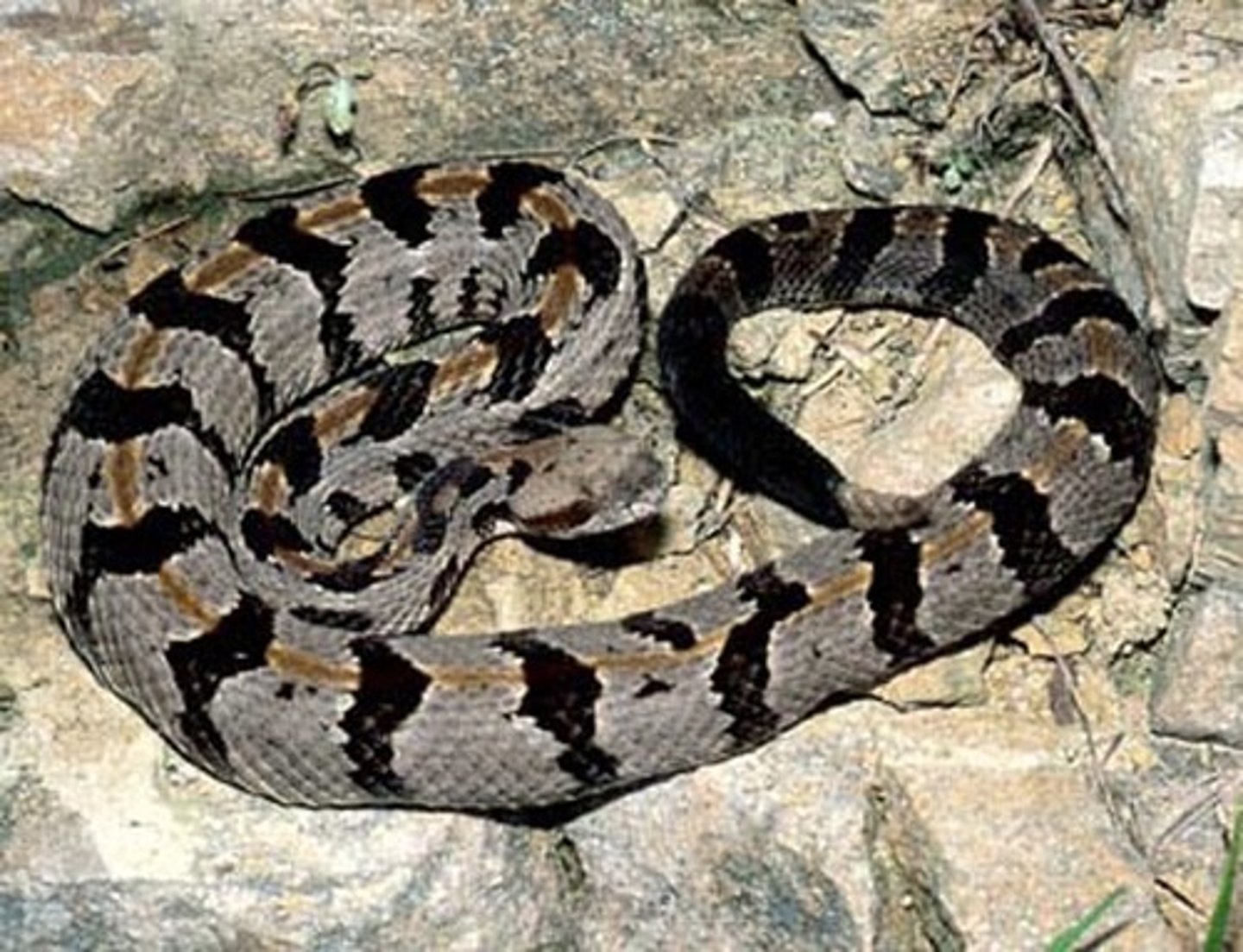 <p>Crotalus horridus</p>