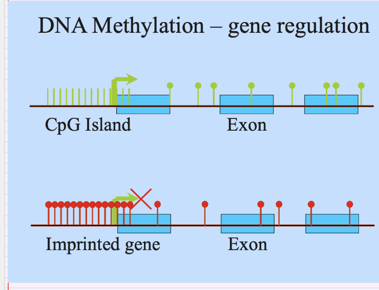 <p><span style="background-color: inherit; line-height: 22px; color: windowtext;"><span>Imprinted gene: only one gene is expressed- either maternal or paternal</span></span><span style="line-height: 22px; color: windowtext;"><span>&nbsp;</span></span></p><ul><li><p class="Paragraph SCXO51111268 BCX0" style="text-align: left;"><span style="background-color: inherit; line-height: 22px; color: windowtext;"><span>The inactivated gene is inactivated in large part by methylation</span></span><span style="line-height: 22px; color: windowtext;"><span>&nbsp;</span></span></p></li><li><p class="Paragraph SCXO51111268 BCX0" style="text-align: left;"><span style="background-color: inherit; line-height: 22px; color: windowtext;"><span>Remove methylation, gene back on</span></span><span style="line-height: 22px; color: windowtext;"><span>&nbsp;</span></span></p></li></ul><p></p>