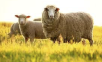 <p>breed by spain, was forbade to trade, was legally brought back in 1802</p>