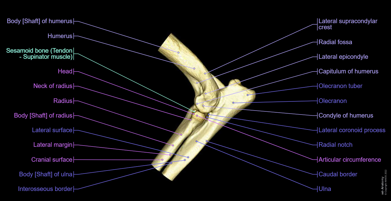 <ol><li><p>Distal (lower) end of humerus forms part of elbow joint.</p></li><li><p>Condyle of humerus consists of medial &amp; lateral epicondyles.</p></li><li><p>Trochlea articulates with ulna, &amp; capitulum articulates with radius.</p></li></ol><p></p>