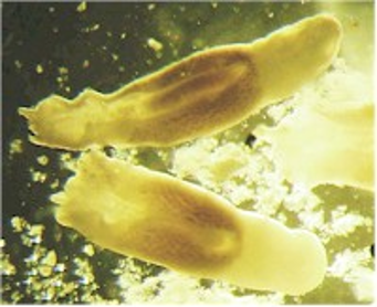 <ul><li><p>Affects: Dogs and cats​</p></li><li><p>Found: In Northern U.S. and Canada​</p></li><li><p>    1st intermediate host​</p></li><li><p>    2nd intermediate host: frog, snake, mouse​</p></li><li><p>    Adult in Small intestine​</p></li><li><p>    Not zoonotic​</p></li><li><p>    Unique in that front is flat, but posterior half is thick and spherical​</p></li><li><p>    Adults are not pathogenic but migrating larvae can be</p></li></ul><p></p>