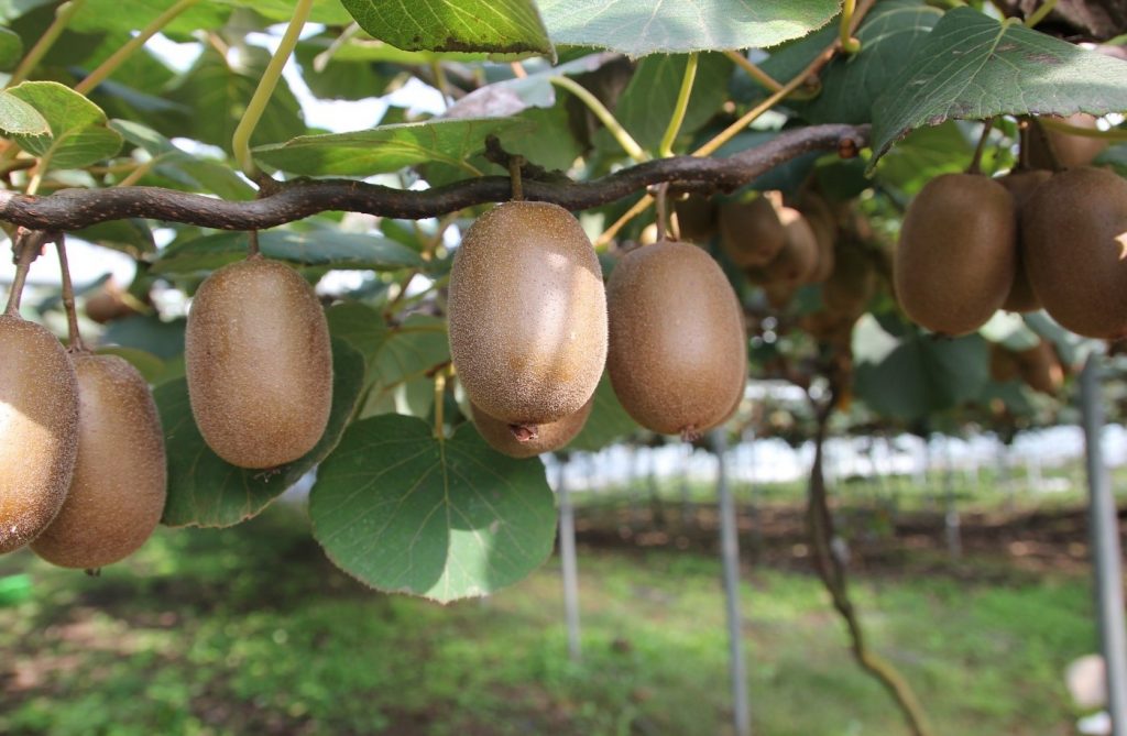 <p><strong>Advanced Duty: Negligent Building/Inspection (Pure Economic Loss)</strong></p><p><u>Facts</u>: Strathboss represents 200 kiwifruit growers. Plants were damaged due to negligence in importation of pollen.</p><p><u>Issue</u>: Whether the Crown (MAF) owe a duty of care to kiwifruit growers so described for the purposes of a claim in negligence in respect of their actions of granting the import licence and releasing the imported pollen without inspecting it?</p><p><u>Law</u>:</p><ul><li><p>Not a third party - no duty to control importations, duty to prevent biohazards from coming into NZ.</p></li><li><p>The Crown advanced three distinct propositions in support of the argument that a duty of care was negated for policy reasons</p><ul><li><p>(a) Indeterminate and disproportionate liability</p><ul><li><p>Imposing a duty will open a floodgate of liability</p></li><li><p>We shouldn’t impose a duty on public bodies as this will act as a deterrence from them doing their jobs</p></li></ul></li><li><p>(b) Conflicting interests and regulatory decisions and</p></li><li><p>(c) Incompatibility with the public law framework for accountability</p></li></ul></li></ul>