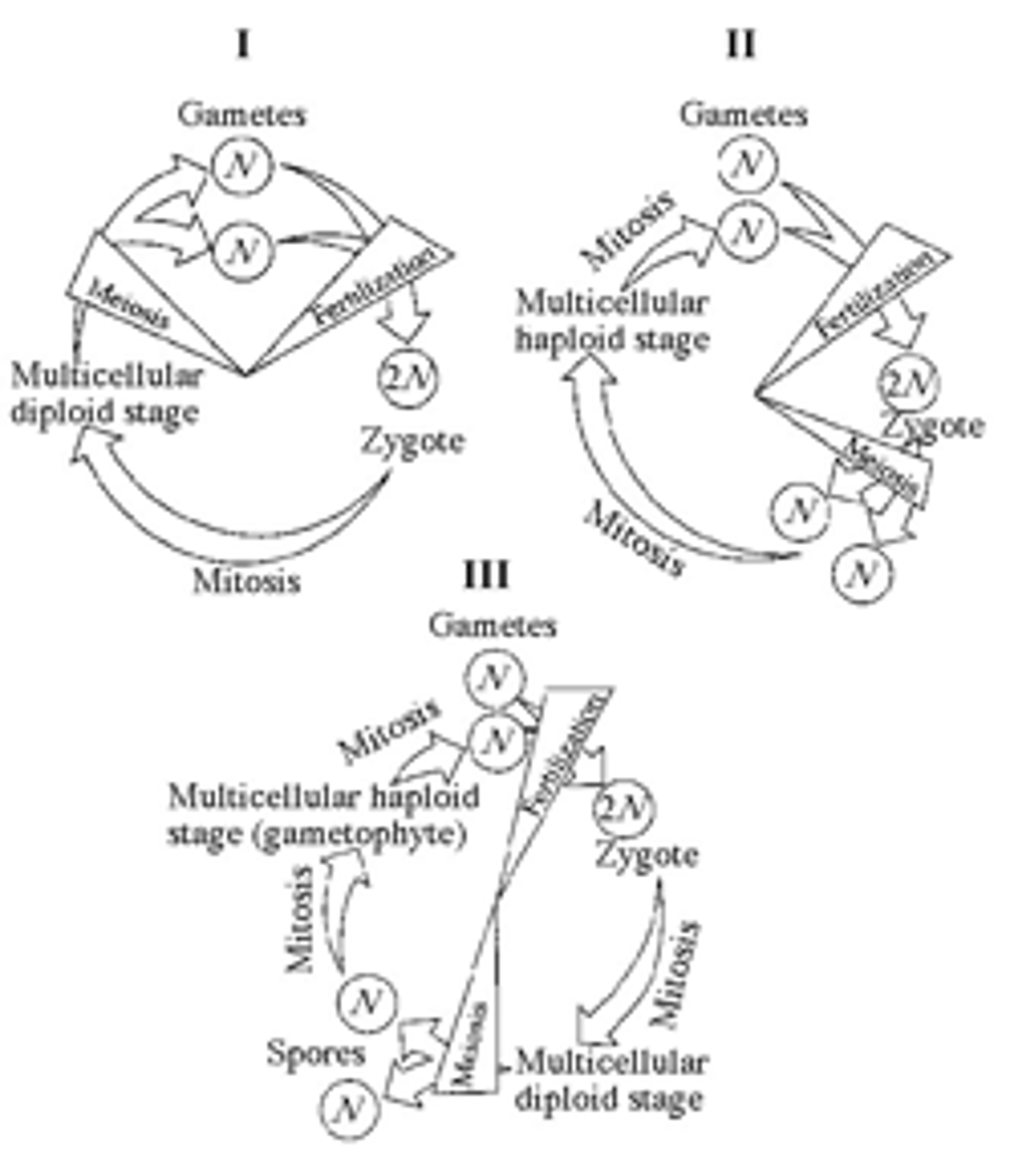 <p>B) sporophyte, meiosis, spore, mitosis, gametophyte, mitosis, gametes, fertilization</p>