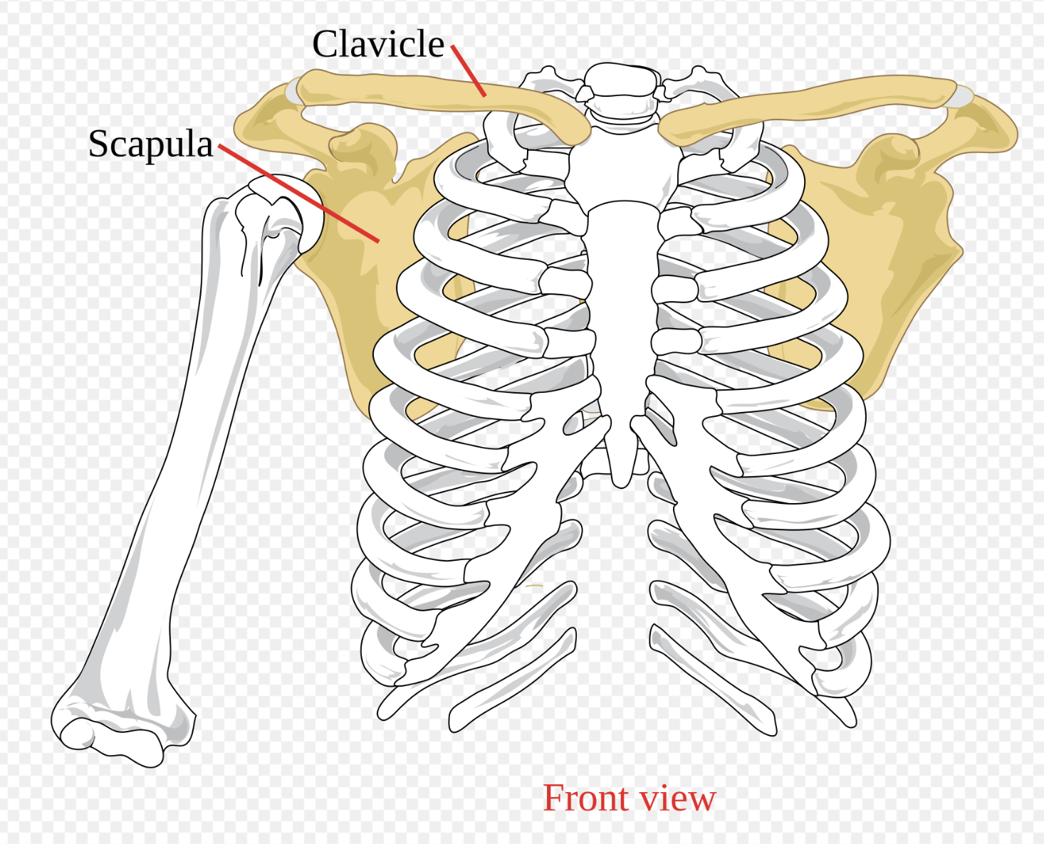 <p>Attaches the upper limb to the axial skeleton </p>