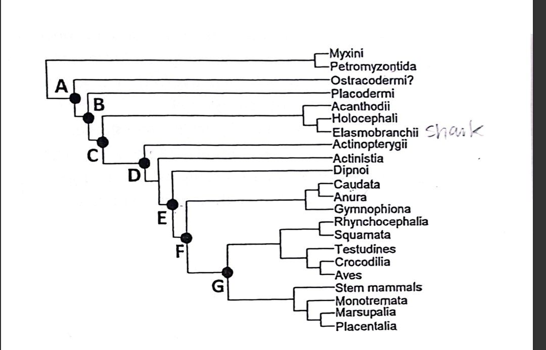 <p>Identify the SPLITS defined by the presence or absence of <u>a bony skeleton</u></p>