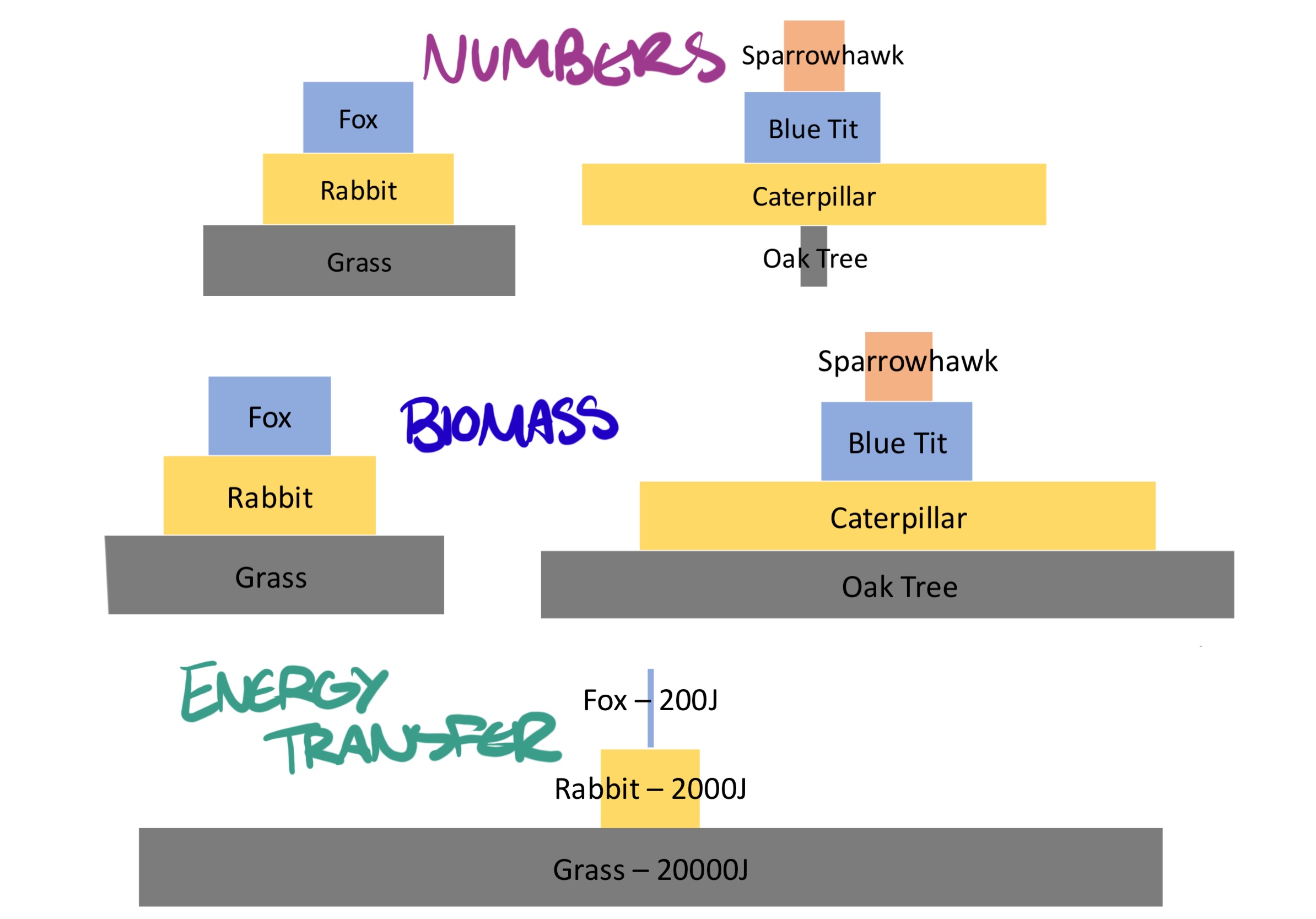 <p>NUMBERS: just how many there are</p><p>BIOMASS: total amount of living material (dry mass x organism) - plants usually have lots of dry mass</p><p>ENERGY TRANSFER: 10% passed on (JOULES)</p>