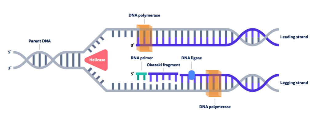 <p>Primer provides a terminus with a free 3’-OH to which nucleotides are added during DNA synthesis</p>