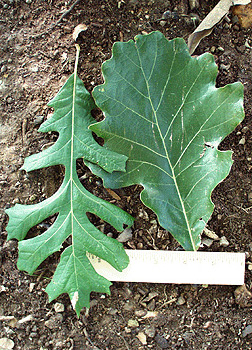<p>Scientific Name</p>