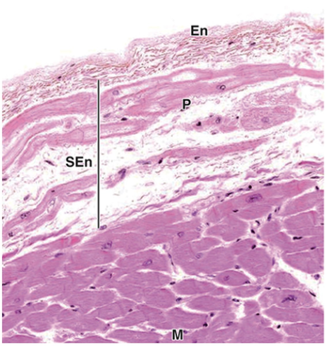 <p>What is the middle layer of the endocardium called, and what does it contain?</p>