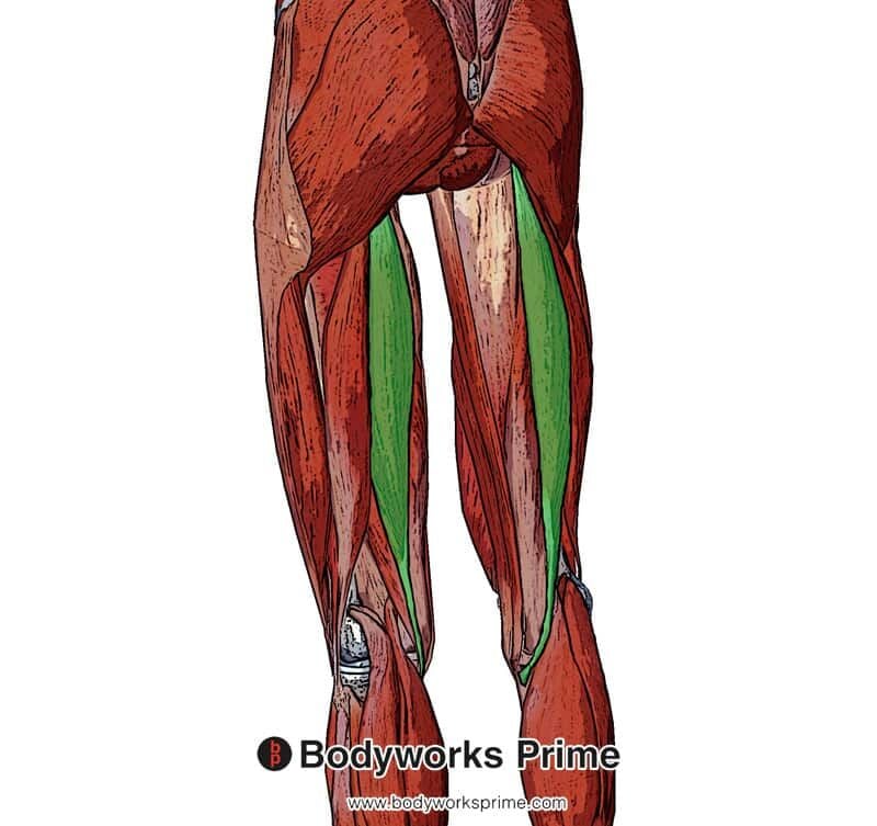 <p><span>Extend thigh, flex knee.</span></p>