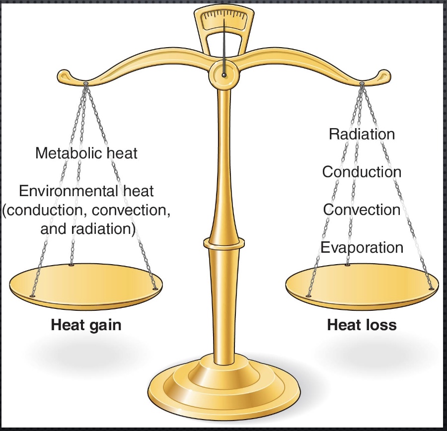 <p><u>Heat Gain</u></p><p><strong>-Metabolic heat:</strong> most energy burn (NOT external work; always going; up w/ exercise)</p><p>-Environmental heat: conduction (ex: touch hot stove), convection (ex: hot shower, hot drink), radiation; not much </p><p><u>Heat Loss</u></p><p><strong>-Radiation:</strong> most important; things not in contact w/ each other; if warmer than room temp radiate heat (otherwise almost everything in the room is the same temp, and net radiate heat away)</p><p>-Conduction: solid warms up solid; ex: butt in chair</p><p>-Convection: liquid and solid in contact and heat transferred; ex: cold shower, windy outside</p><p>-Evaporation: last resort; fluid on skin can evaporate</p>