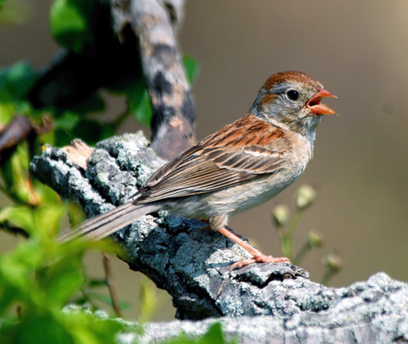 <p>Passerellidae</p>