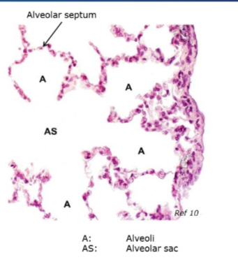 <ul><li><p>elongated airways that are lined by alveoli only</p></li></ul><p></p>