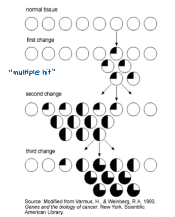 <p>Cells with higher DNA mutation rates will tend to progress faster </p><p>e.g. BRCA1/2 mutation → develop breast cancer earlier</p>