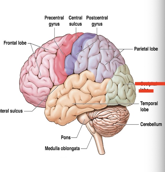 <p>14.9 what part of the cerebrum is this? what is the function? </p>