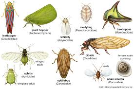 <p>aphids, scale, and plant hoppers</p>