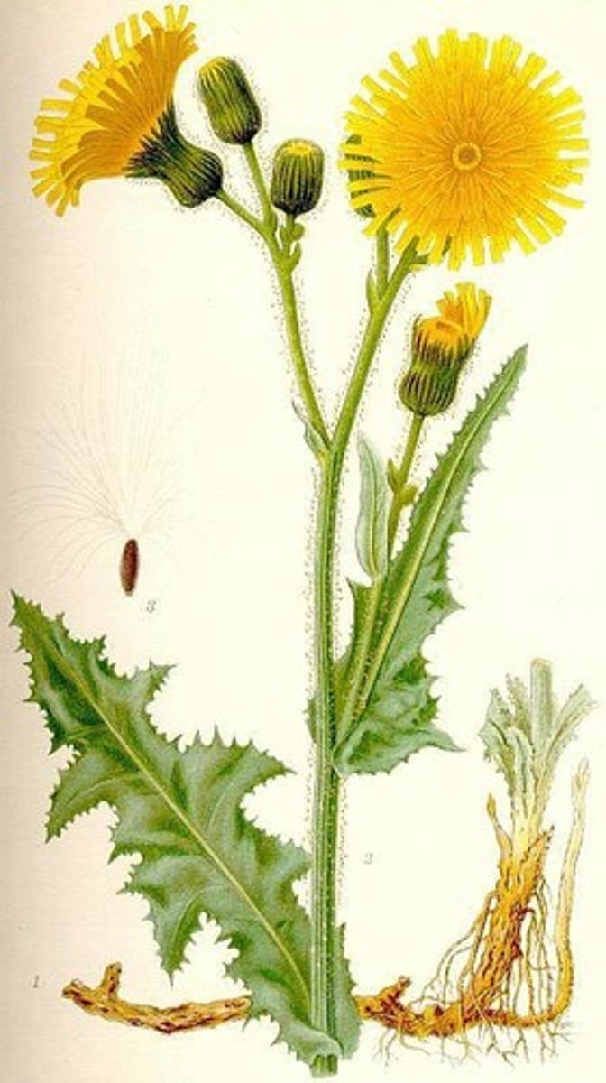 <p>fettistel, åkermolke</p>