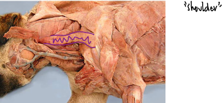 <p>Thoracic Limb (Forelimb) <span>Extrinsic Muscles (Attach limb to body)</span></p><p></p>