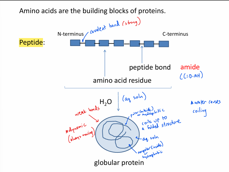 <ul><li><p>inside is nonpolar/hydrophobic</p></li><li><p>outside is polar/hydrophillic</p><ul><li><p>bc outside environment is aq soln</p></li></ul></li></ul><p></p>