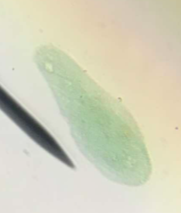 <p>elongation of the micronucleus and macronucleus</p>