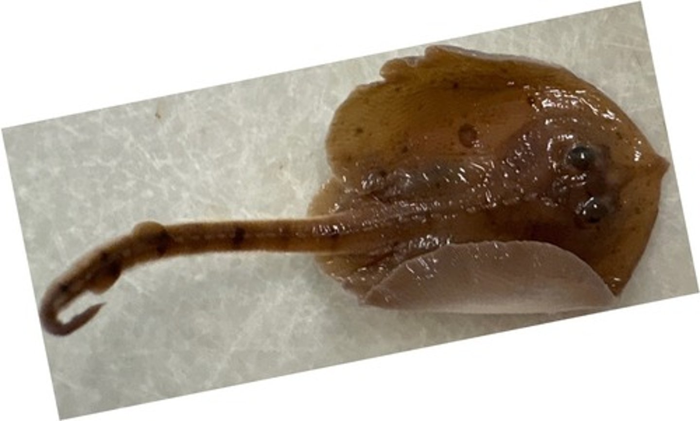 <p>prominent ocelli. sharply pointed nose but otherwise quite round for a skate. 4 prescapular spine. dark freckles all over dorsal side. this specimen is quite small</p><p>california skate</p>