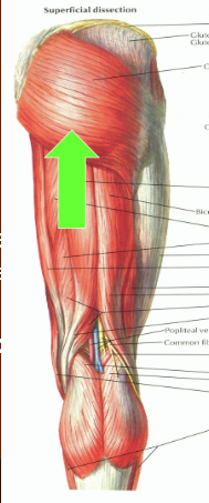  O - Posterior Ilium; Sacrum

I - Greater Trochanter (some IT Band)

A - Hip Extension

N - Inferior gluteal n.