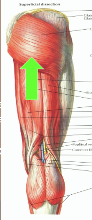 <p>O - Posterior Ilium; Sacrum</p><p>I - Greater Trochanter (some IT Band)</p><p>A - Hip Extension</p><p>N - Inferior gluteal n.</p>