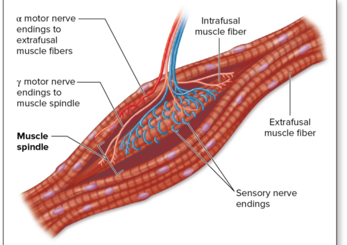 <p>Stretch Reflex</p>