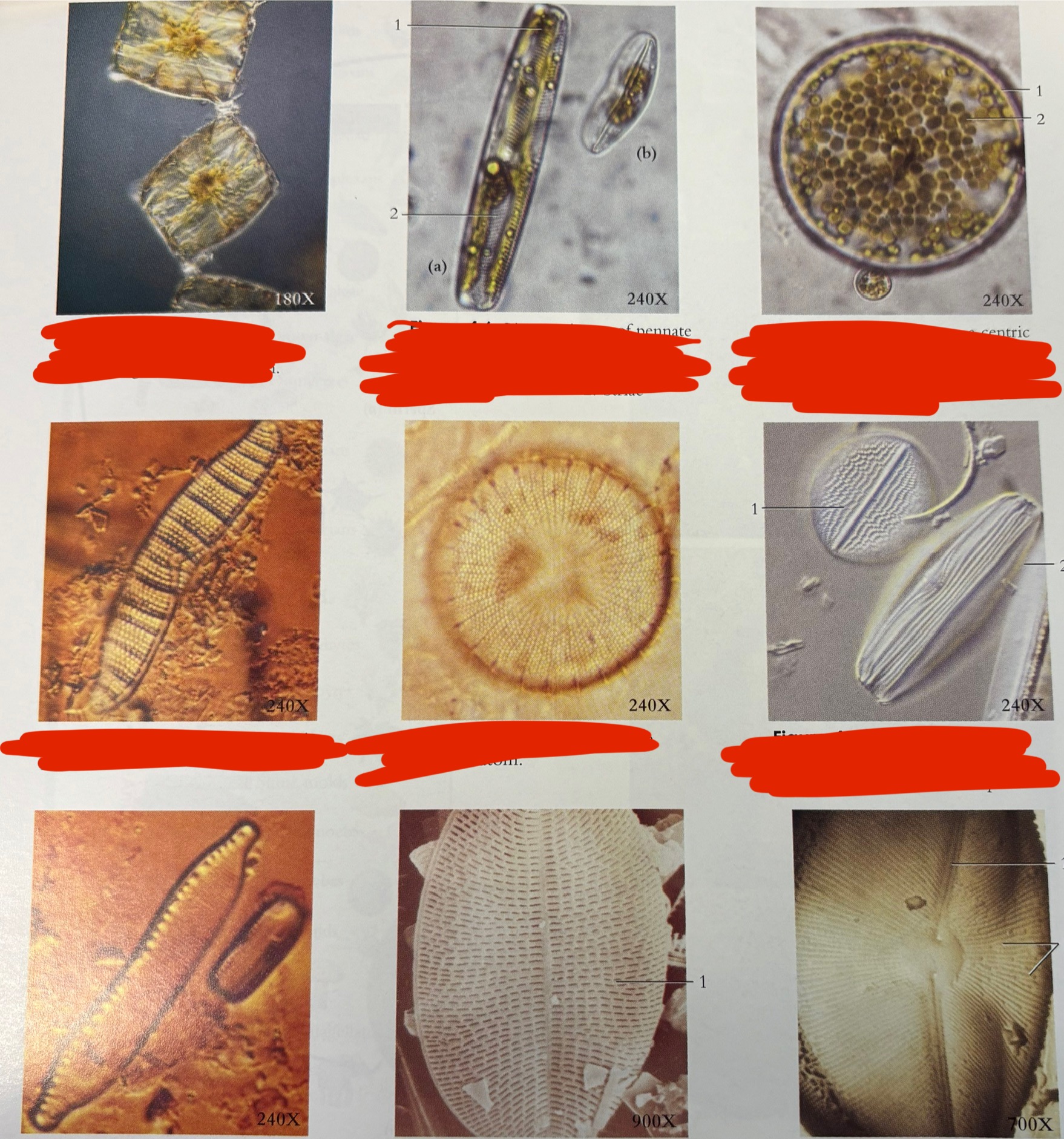 <p>What phylum are these *</p>