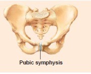 joint on either side of articulation that produces some movement 