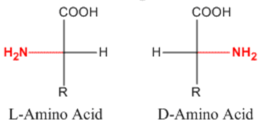 <p><strong>L</strong>-amino acids only</p>