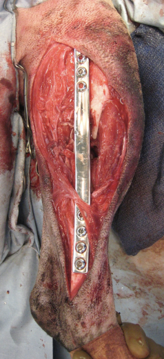 <p><span>Adequate soft tissue&nbsp;coverage despite extensive laceration or soft tissue flaps.</span></p>