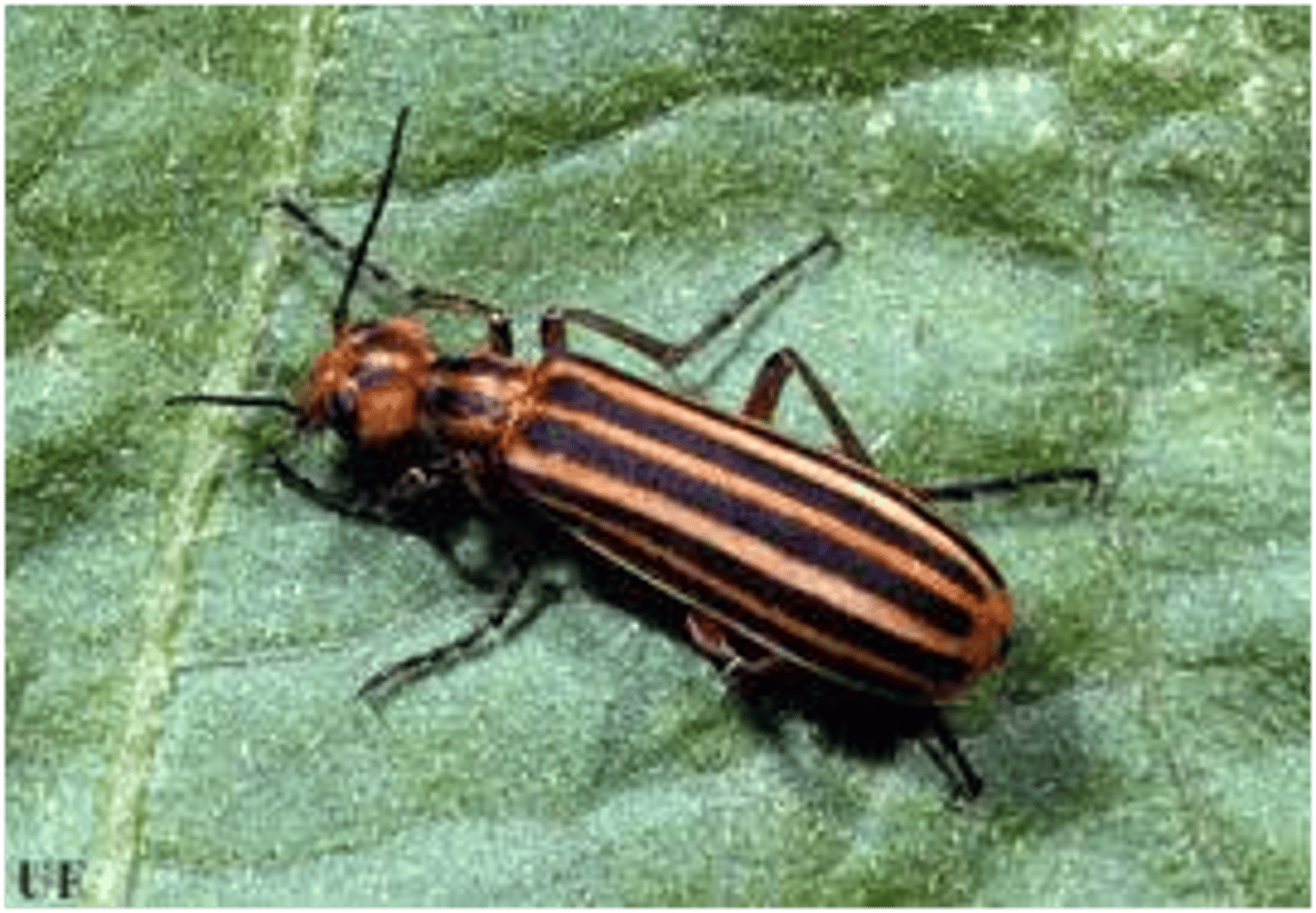 <p>Beetle Family</p>