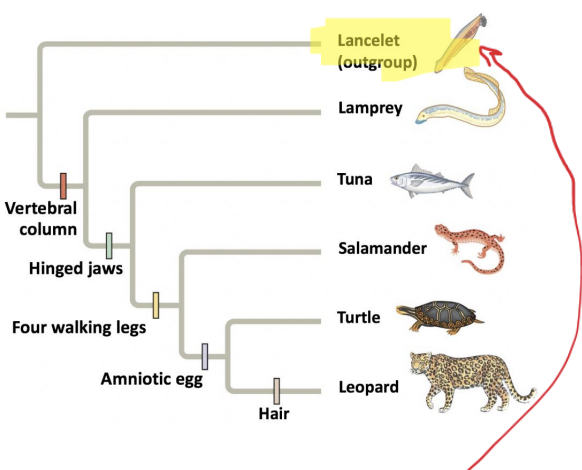 <p>a lineage that falls outside the group being studied but is closely related to that group</p>