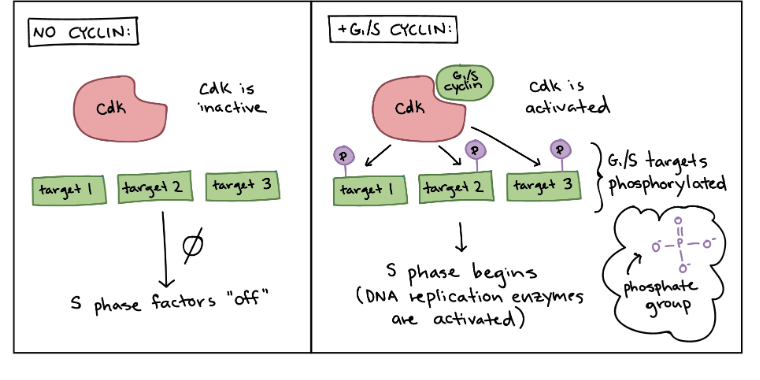 <p>it’s the opposite</p><p>it’s actually the cyclin that activates the CDK</p><p>the CDK is then active to act as a kinase and go phosphorylate a bunch of unnamed players </p>