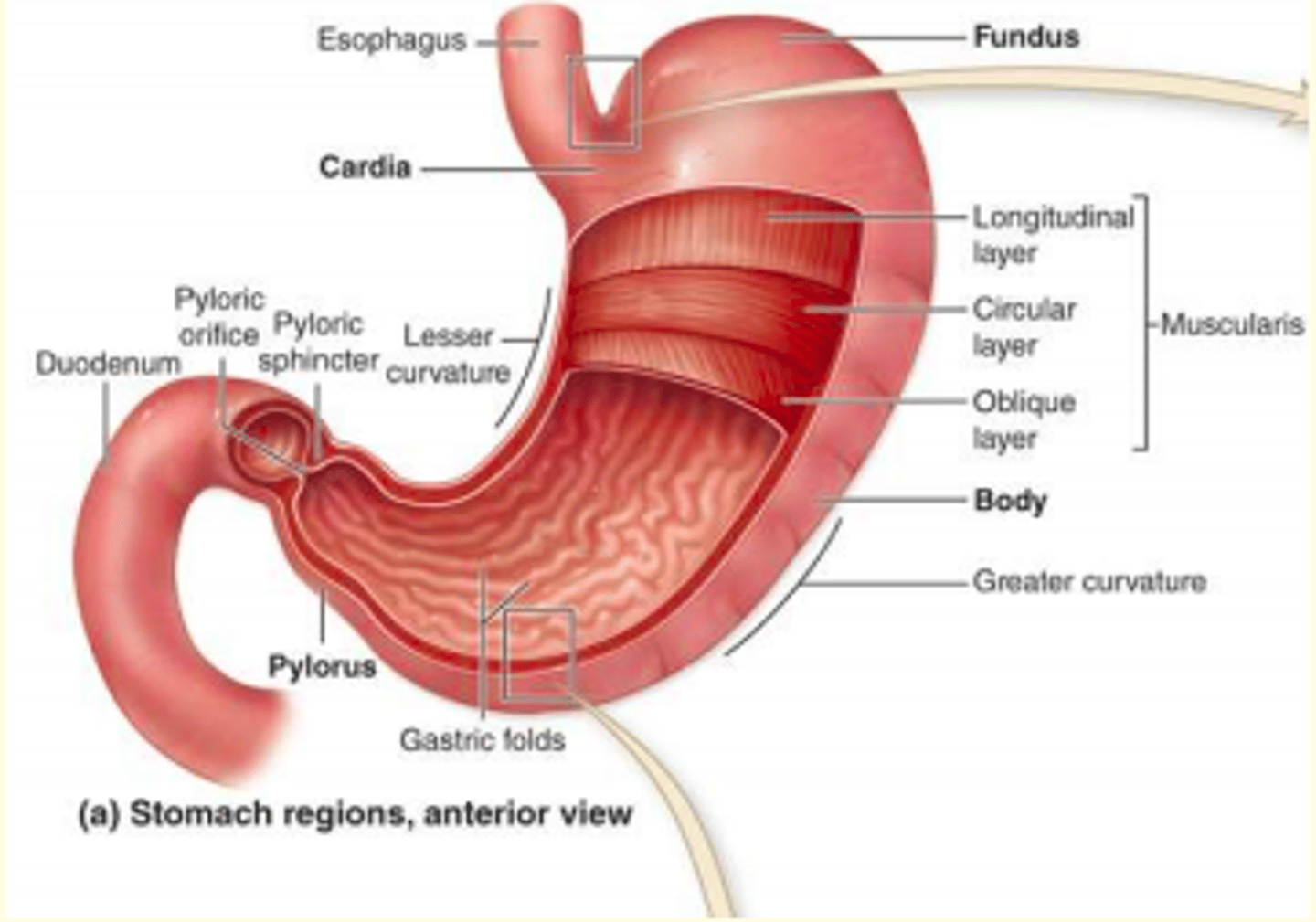 <p>cardia, fundus, body and pylorus</p>